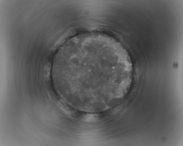 X0000113080664200910091233