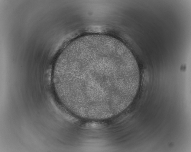 X0000113080739200910091231