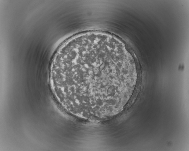 X0000113080838200910091230