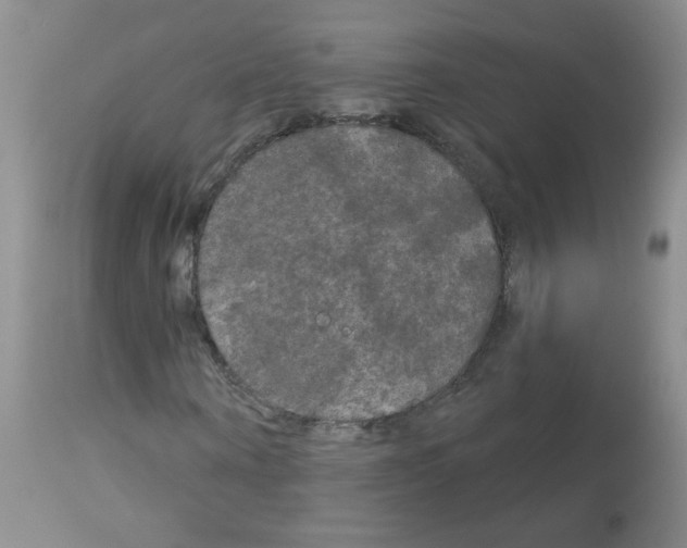 X0000113080866200910091229