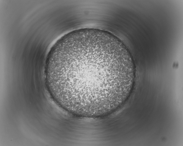X0000113080880200910091229