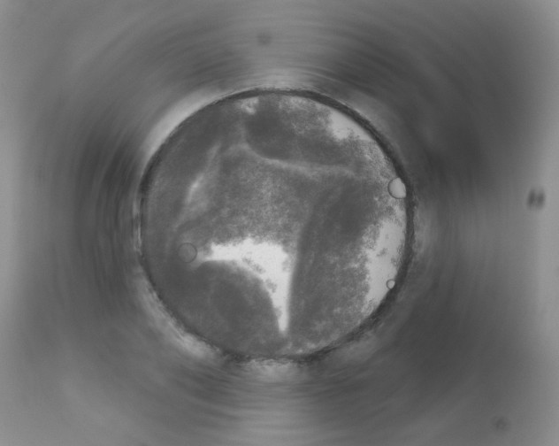 X0000113080886200910091229