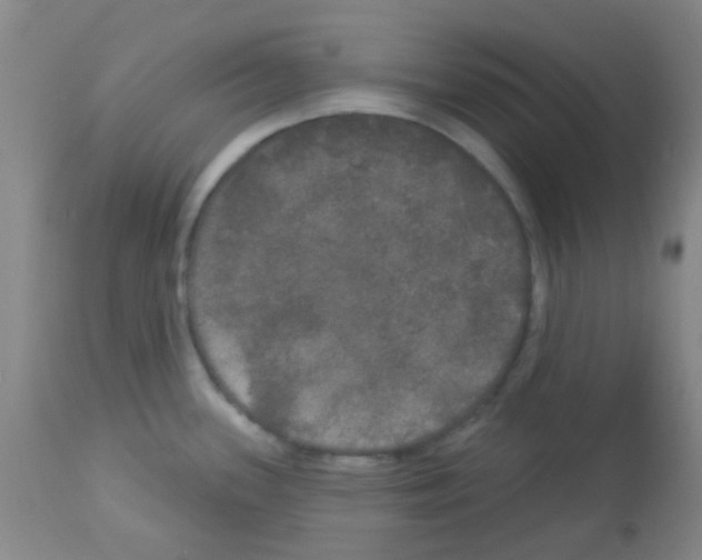 X0000113081339200910091222