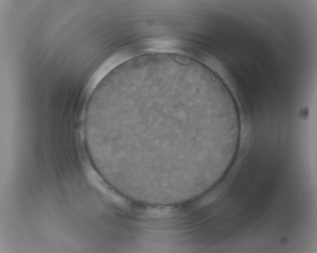 X0000113081386200910091221