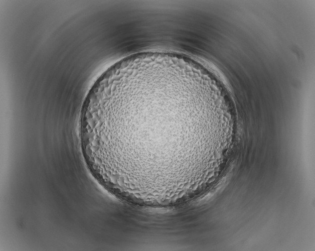 X0000113090855200909251009