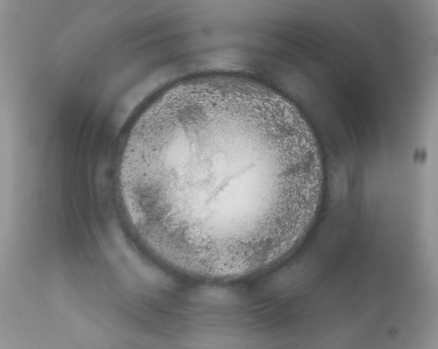 X0000113090534200910091259