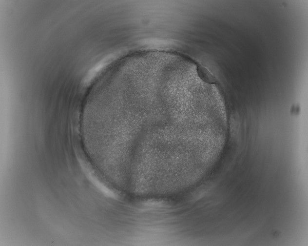 X0000113090581200910091259