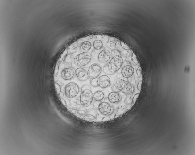 X0000113090638200910091258