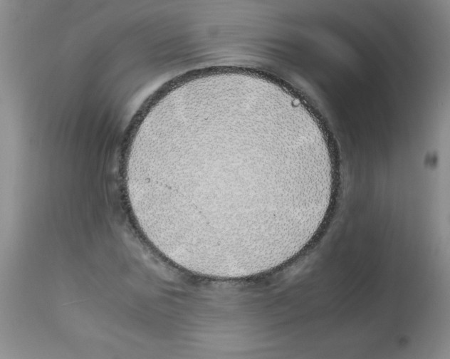 X0000113090875200910091255