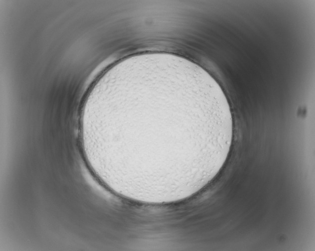 X0000113091095200910091251
