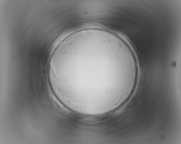 X0000113091338200910091248