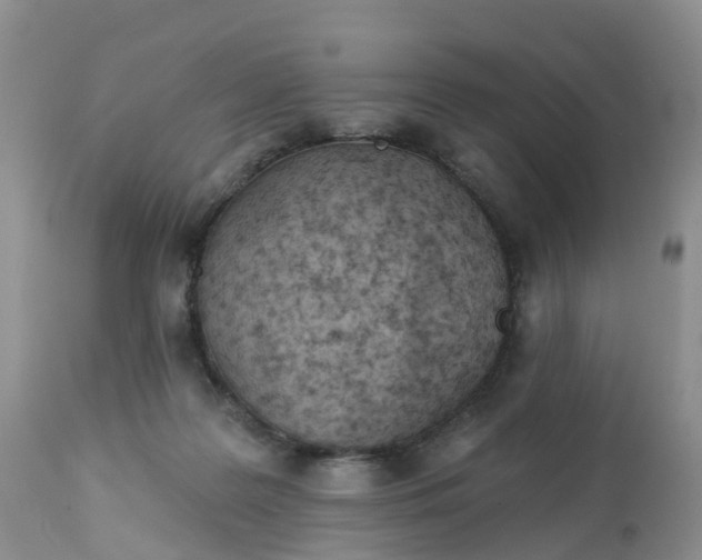 X0000113100219200909111059