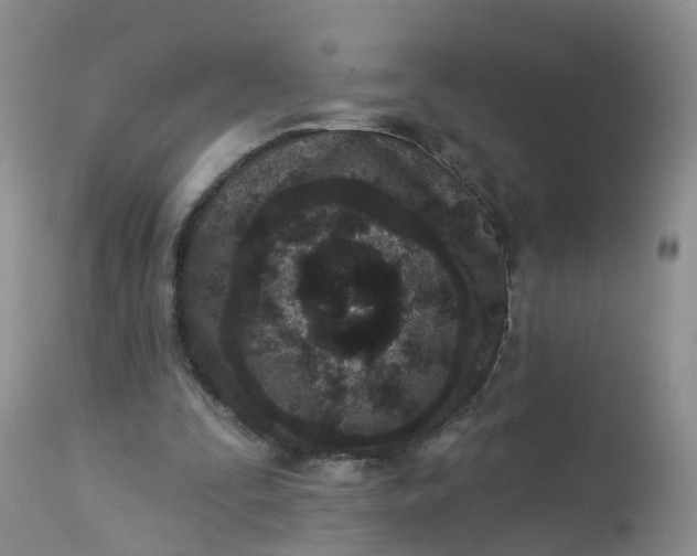X0000113100295200909111058