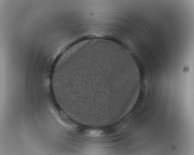 X0000113100500200909111055
