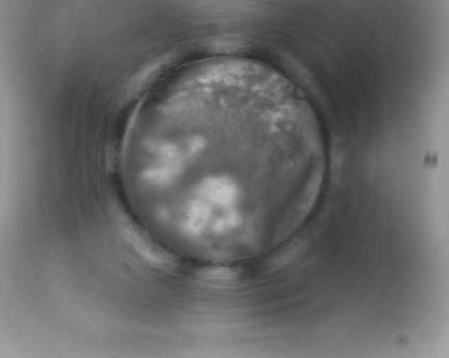 X0000113100161200909182146