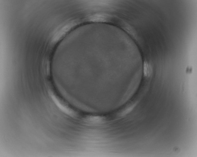 X0000113100205200909182146