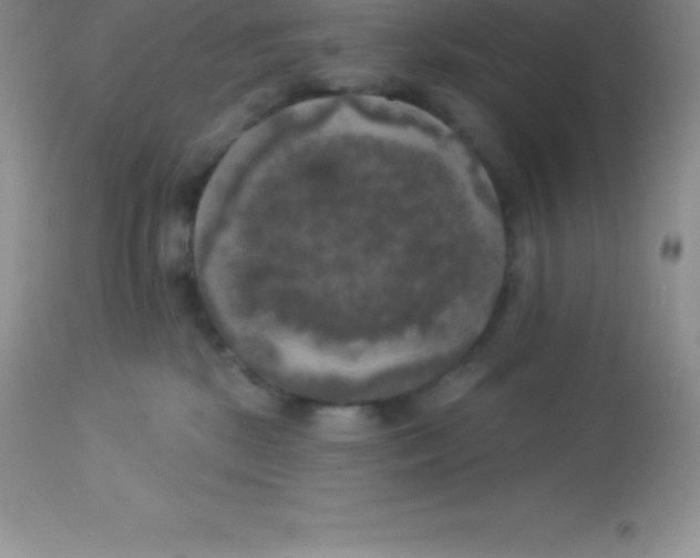 X0000113100281200909182145