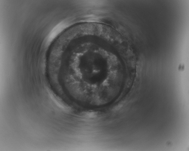 X0000113100295200909182145