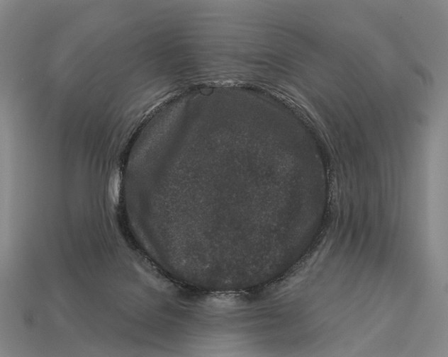X0000113100076200909251040