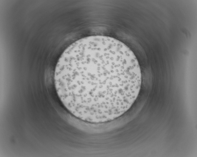 X0000113100038200910091148