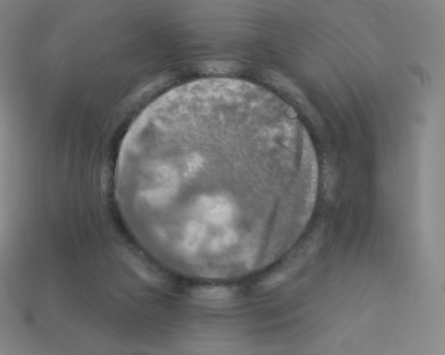 X0000113100161200910091146