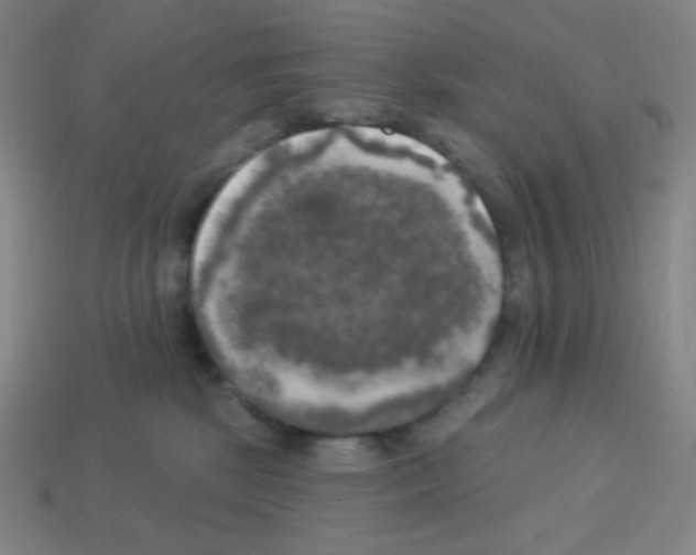 X0000113100281200910091145