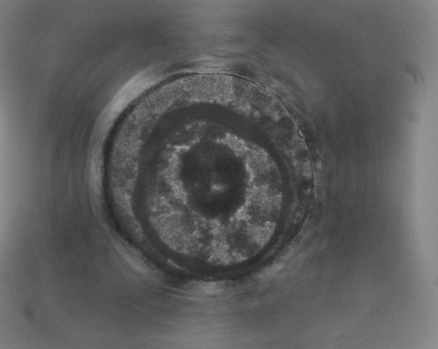 X0000113100295200910091145
