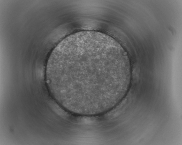 X0000113100305200910091145