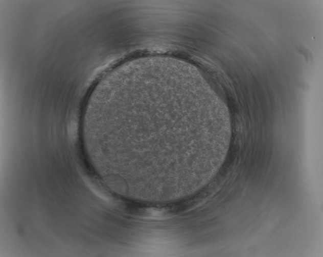 X0000113100496200910091142