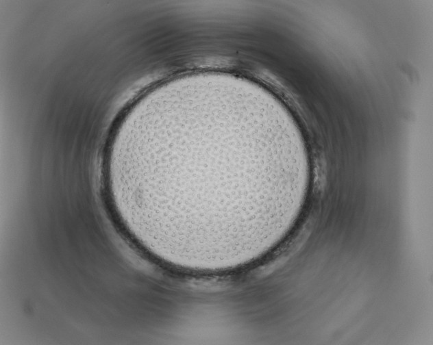 X0000113100725200910091138