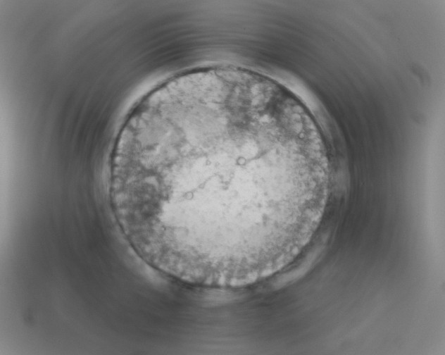 X0000113100807200910091138