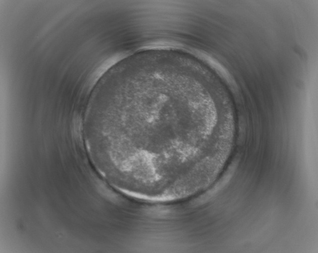 X0000113101329200910091131