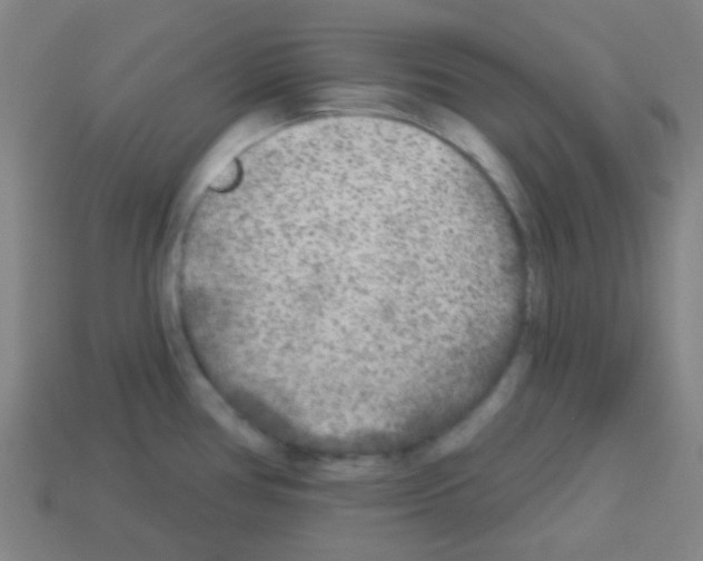 X0000113101386200910091130