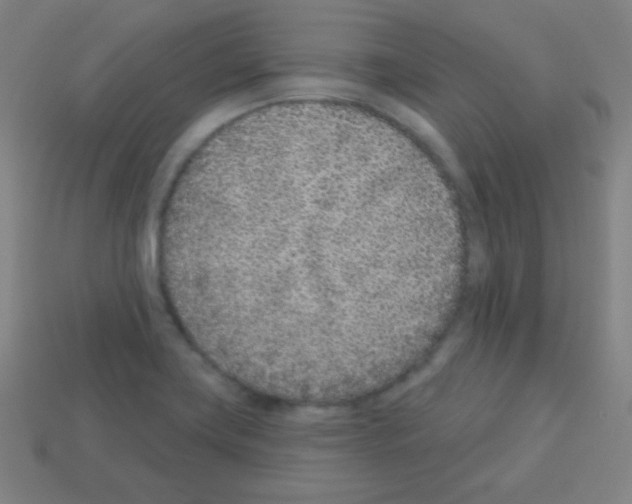 X0000113101419200910091130