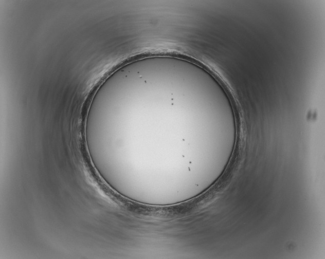 X0000113110485200908281021