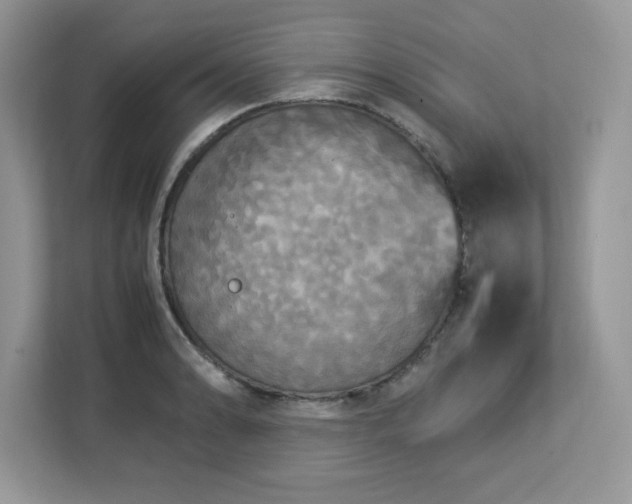 X0000113111086200908281403