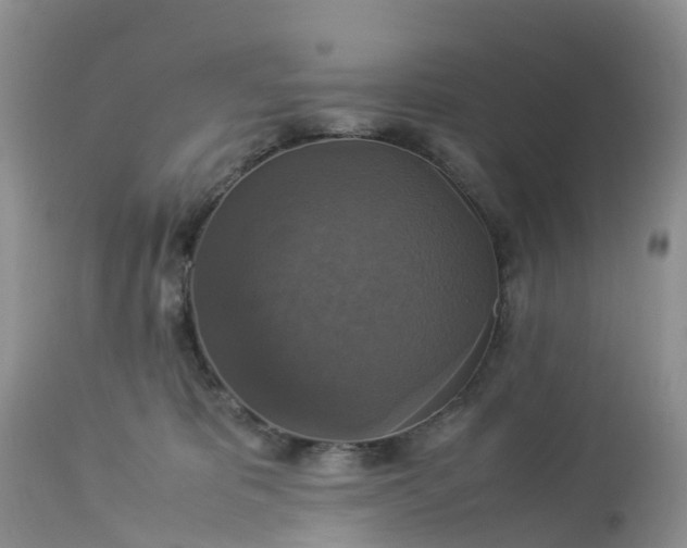 X0000113110325200909111121