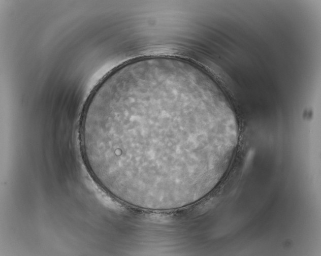 X0000113111086200909111109