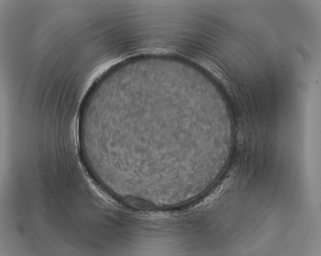 X0000113111030200909251048