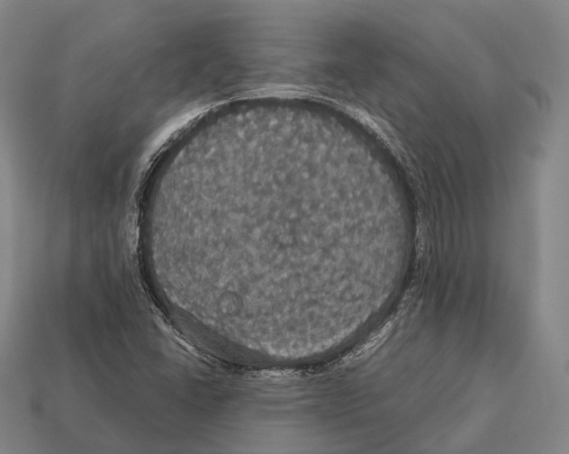 X0000113111406200909251042