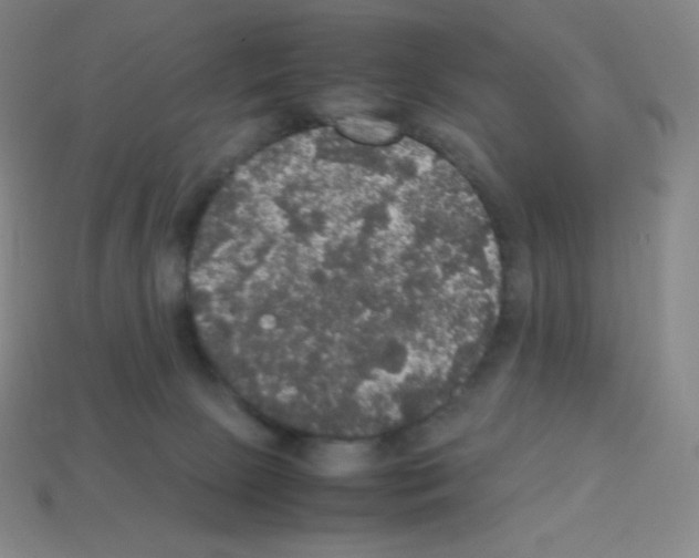 X0000113110081200910091208