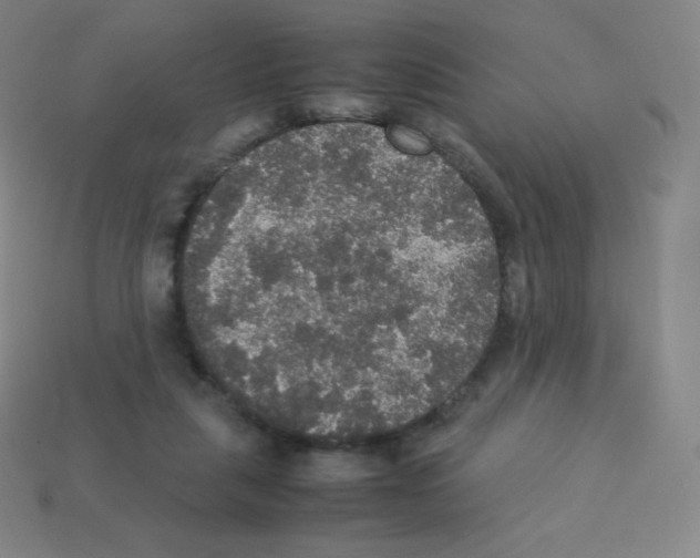 X0000113110259200910091205