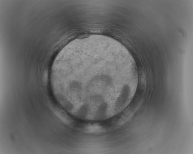 X0000113110262200910091205