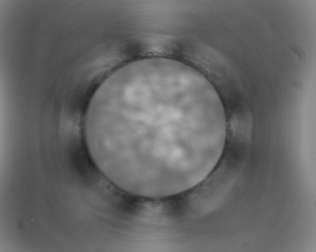 X0000113110423200910091203
