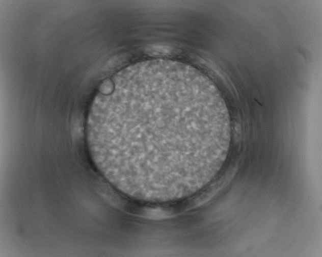 X0000113110561200910091202
