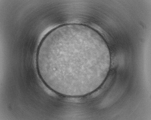 X0000113111086200910091155