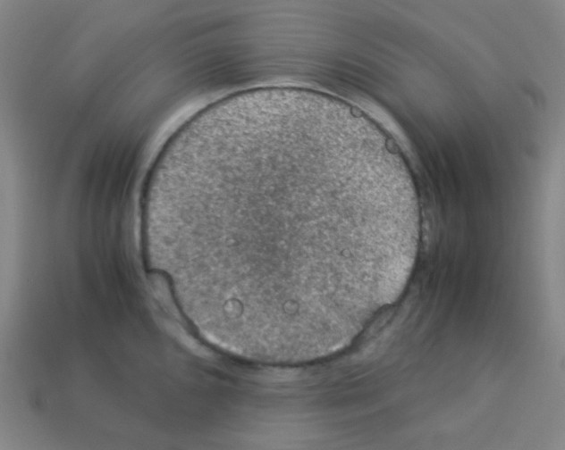 X0000113111096200910091154