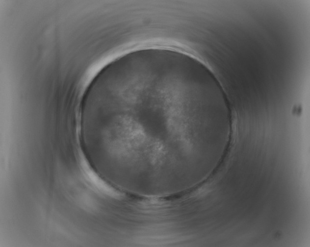 X0000113121515200908281426