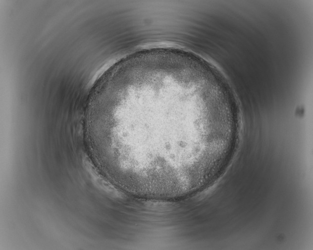 X0000113120921200909111136