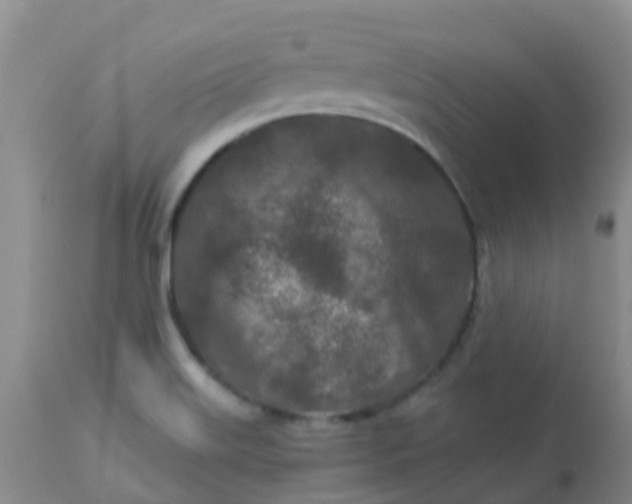 X0000113121515200909111126